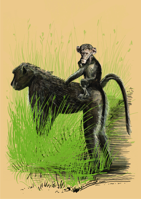 werner henken baboon 1 for Werner Henken by Plan Photo Repro